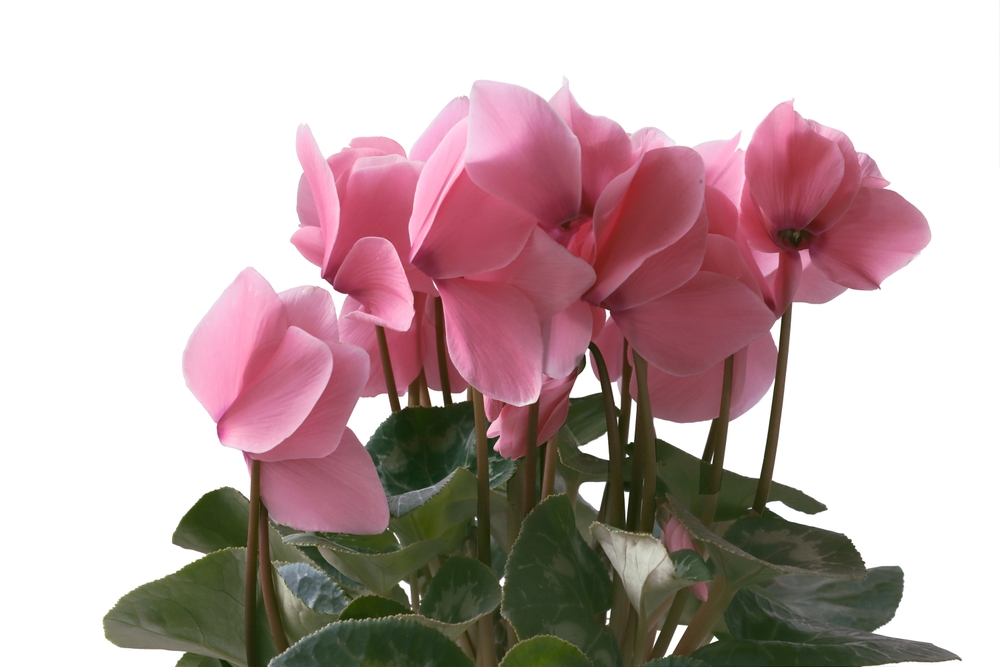 Cyclamen