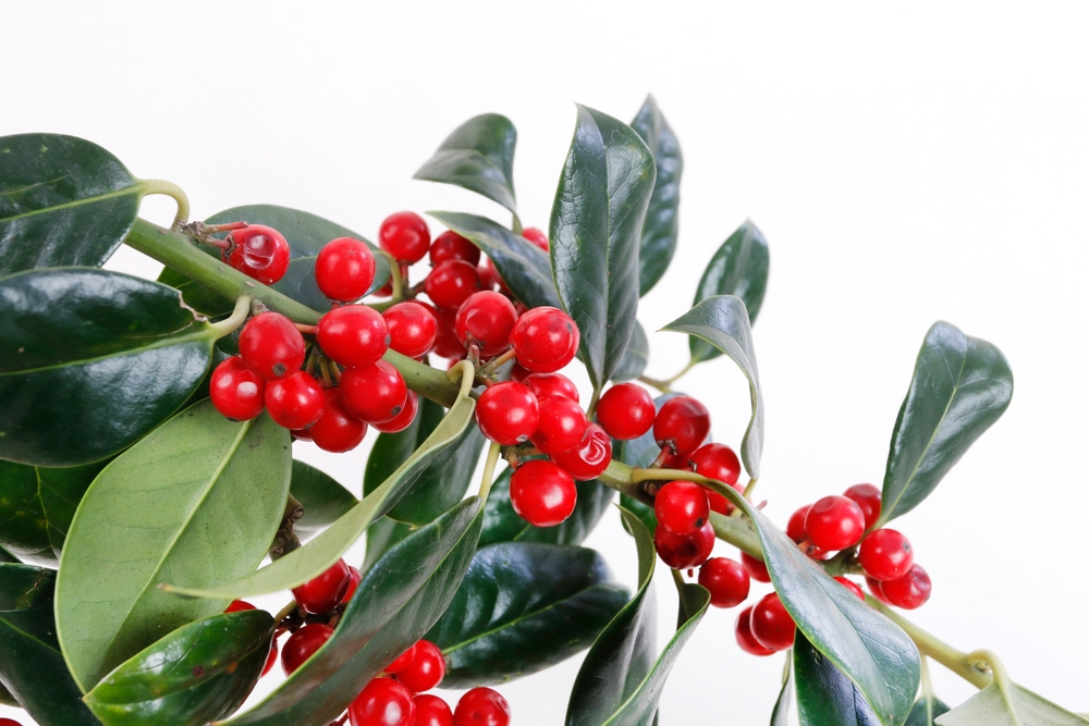 Ilex verticillata branch