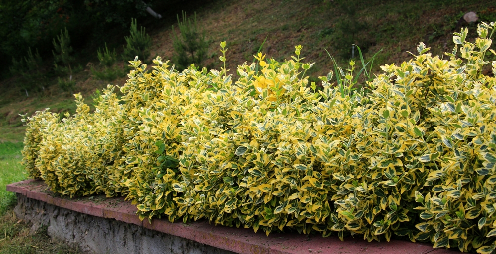 evergreen shrub