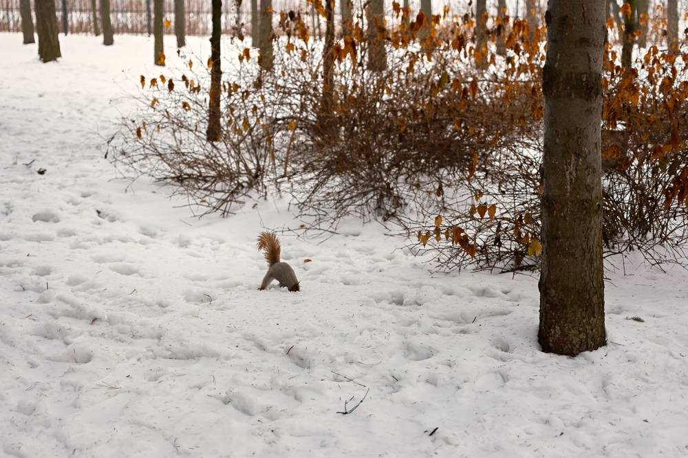 squirrel hiding nuts in winter snow