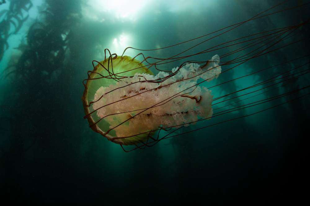 Lion’s mane jellyfish