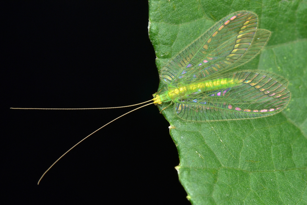 Green Lacewing