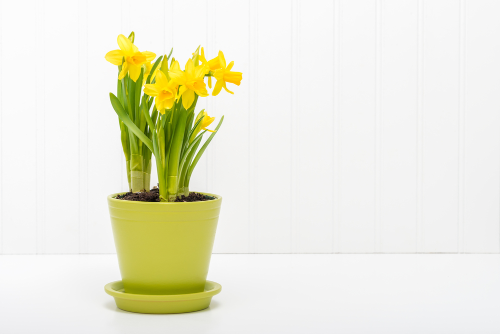daffodil in pot