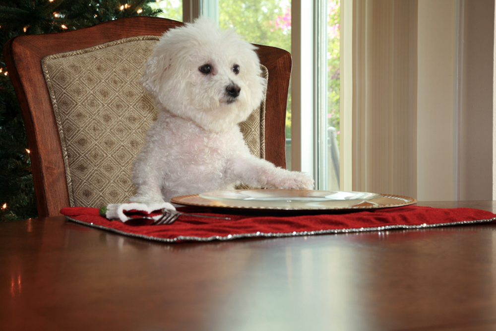dog sitting at table with plate