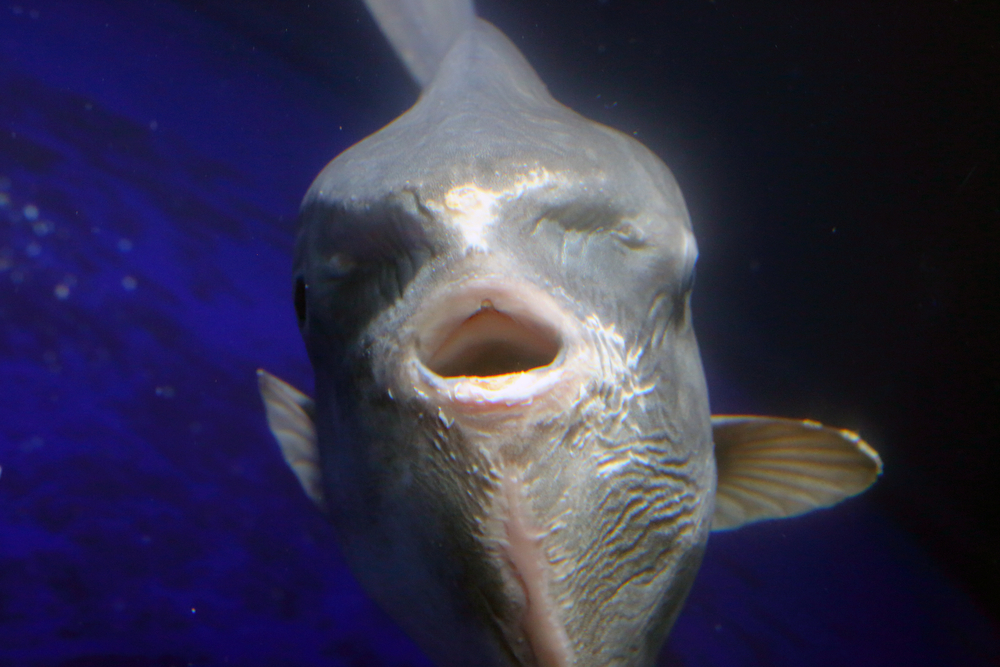 ocean sunfish