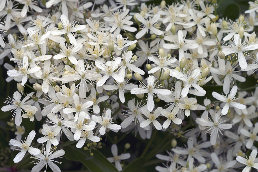 group 2 clematis