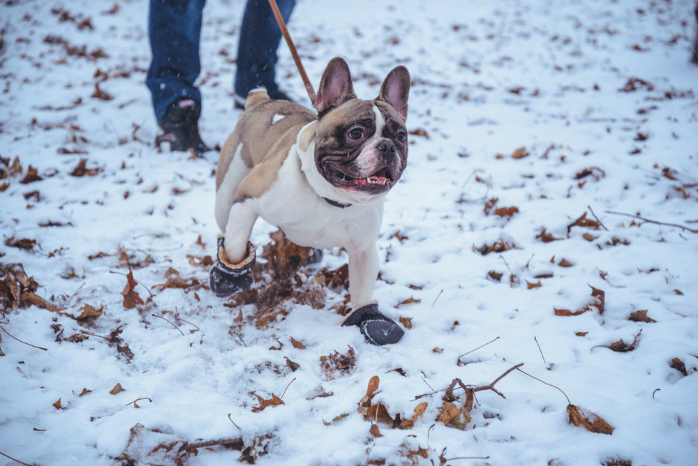 dog walk in snow