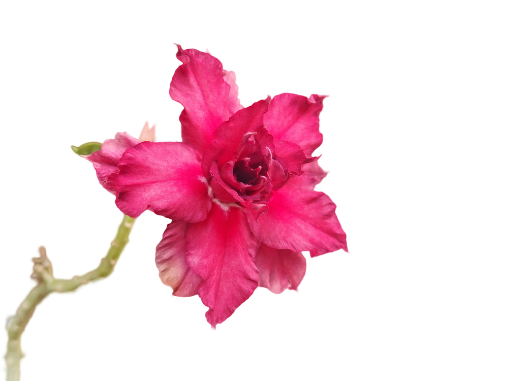 Florist Azalea
