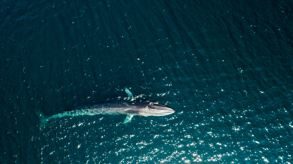 aerial view of a fin whale