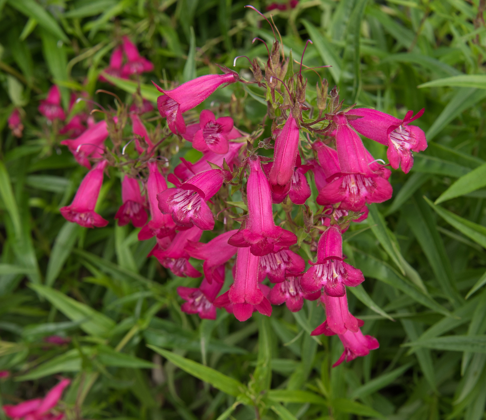 beard tongue flower