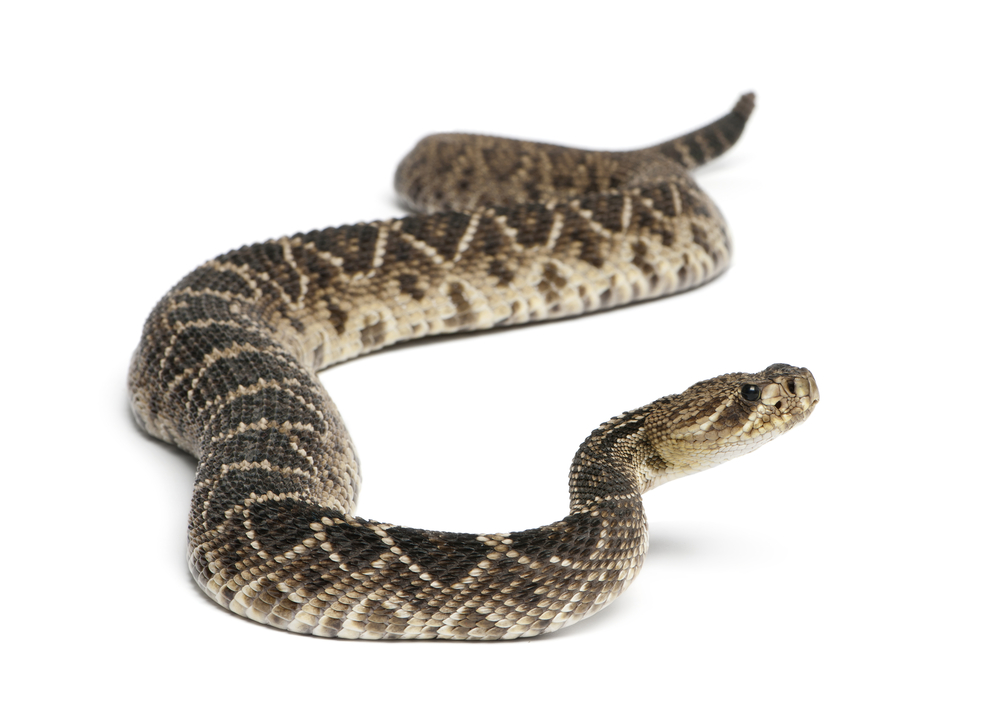 Eastern diamondback rattlesnake
