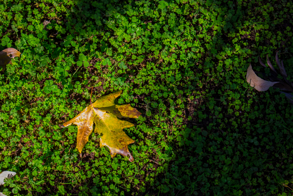 clover mix