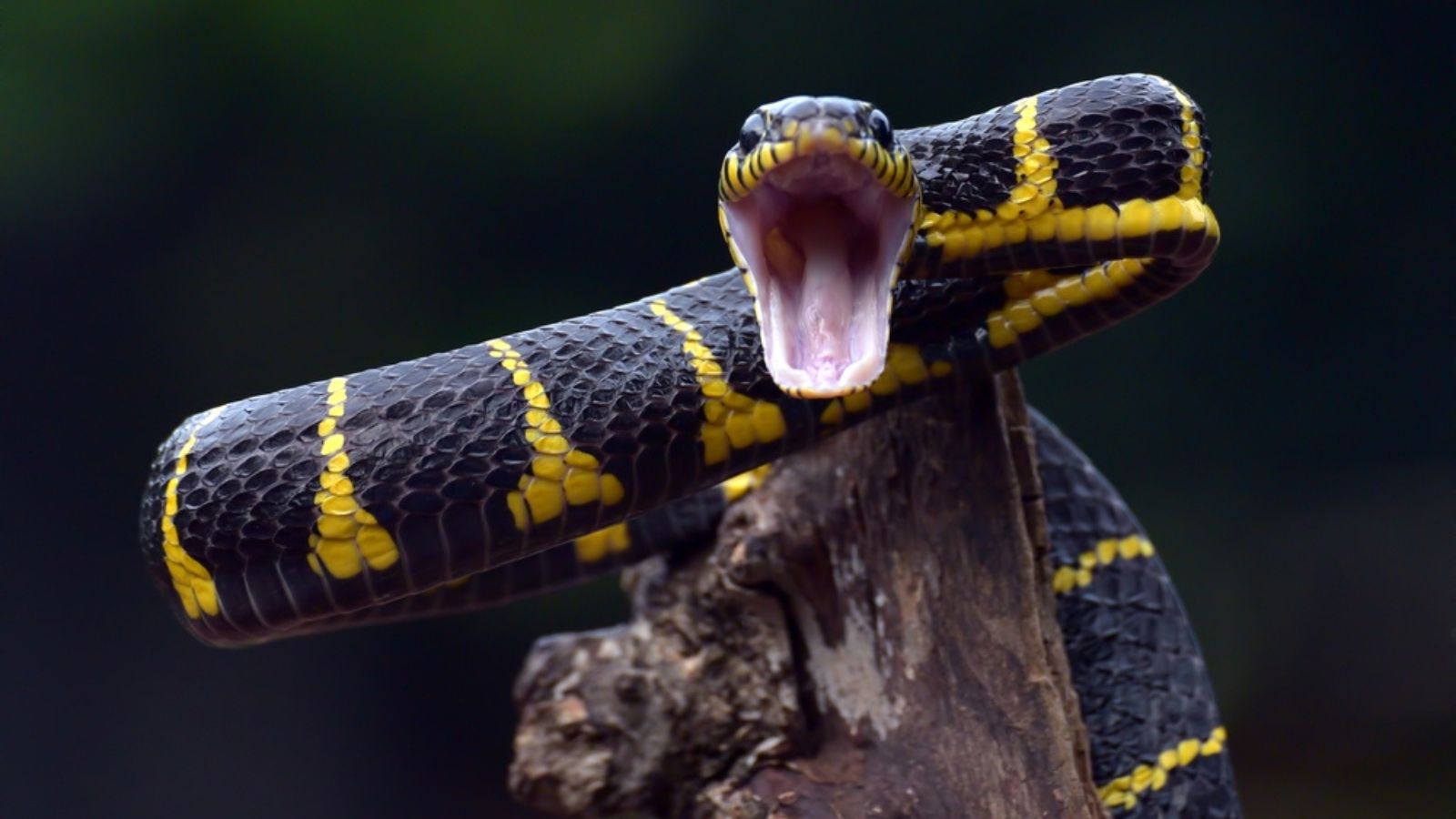 snake attacking
