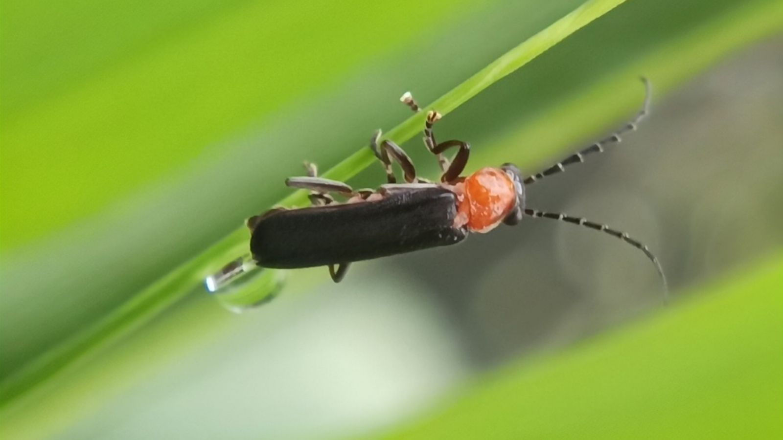 soldier beetle