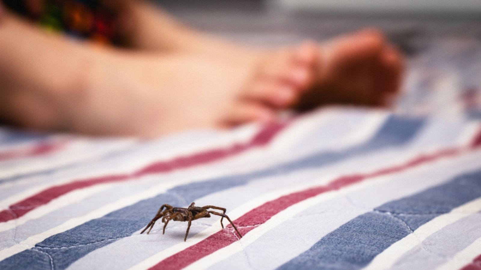 spider crawling on bed