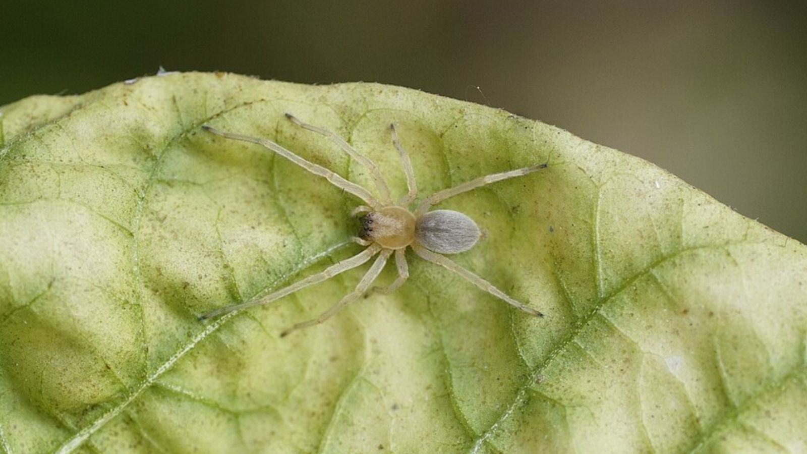 yellow sac spider