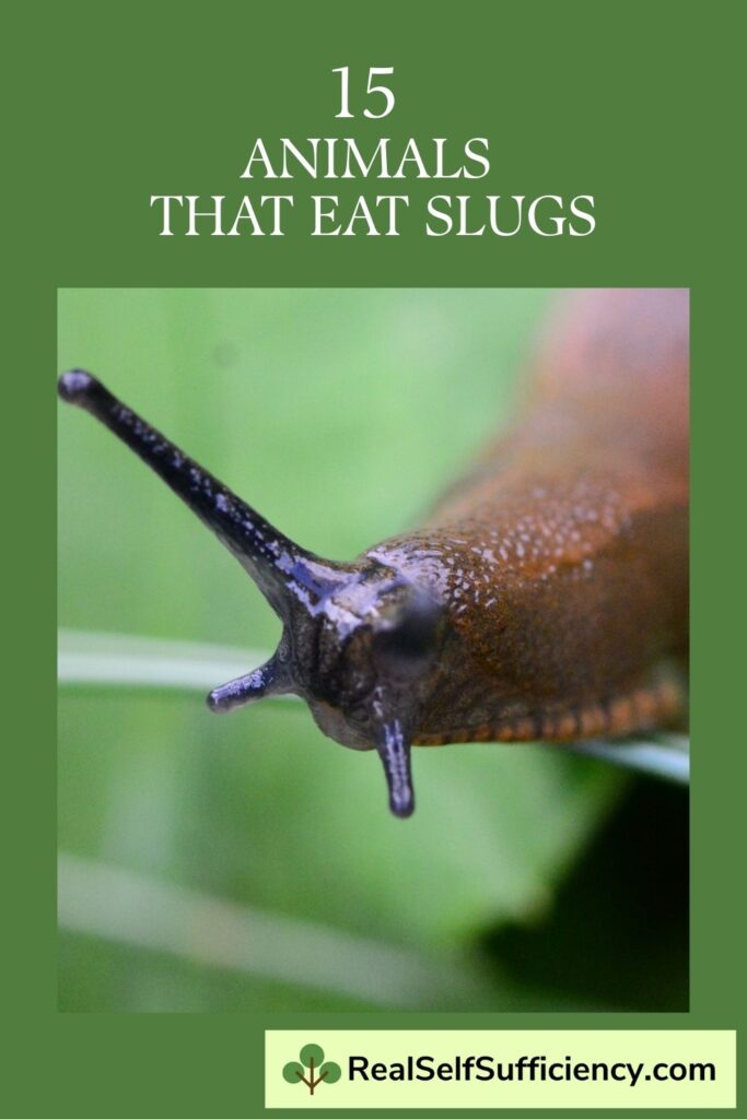 15 Animals That Eat Slugs
