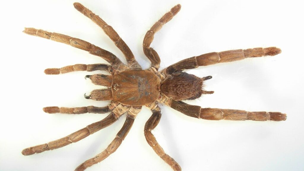 Hercules baboon spider