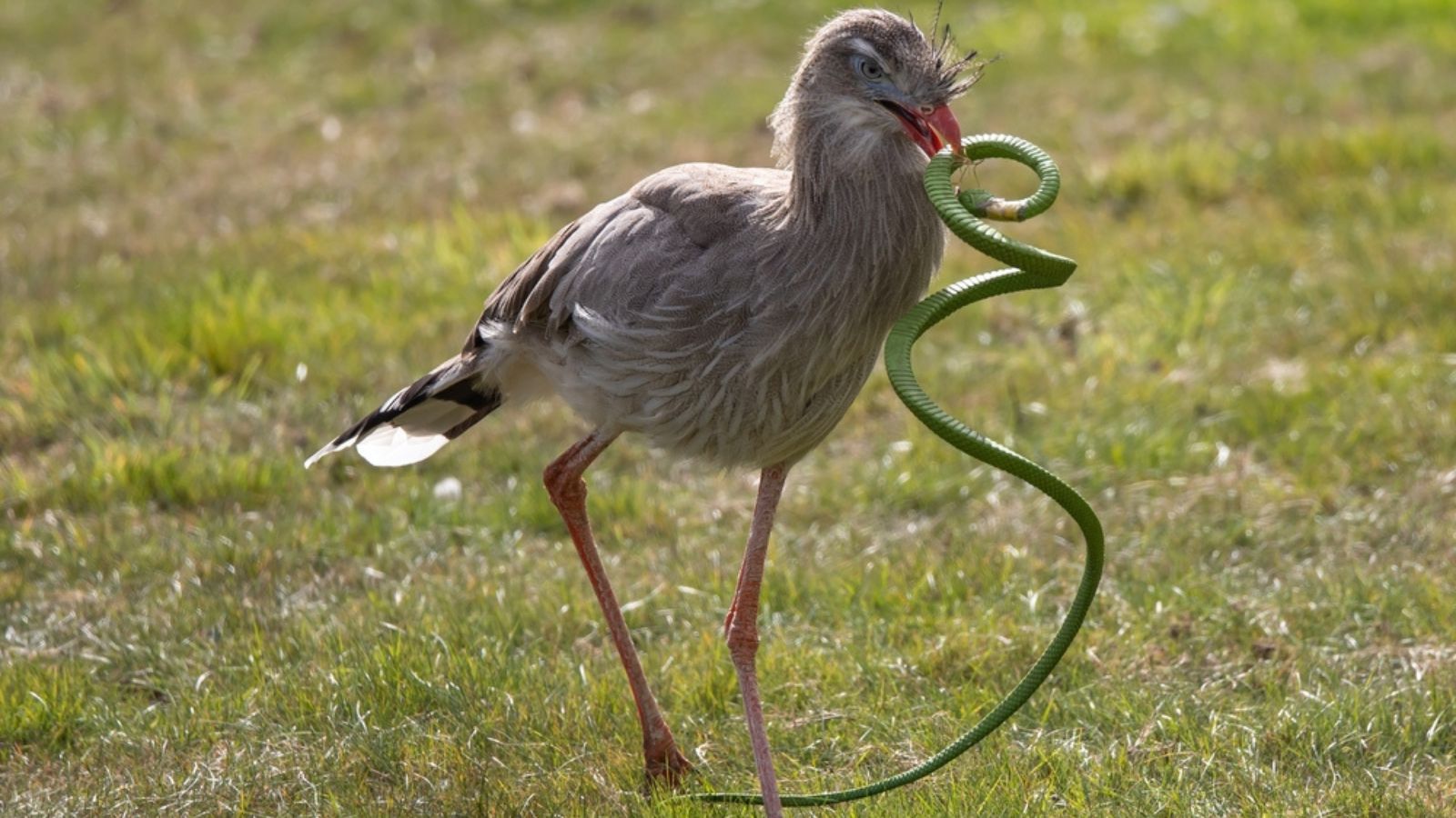 Secretary bird eating a snake
