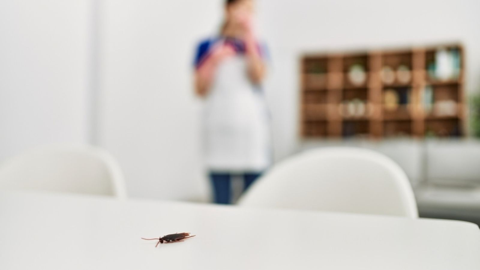 cockroach in house