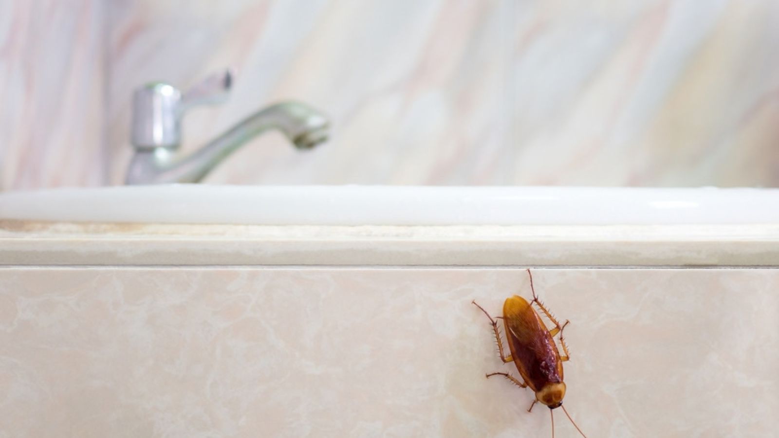 cockroach in bathroom