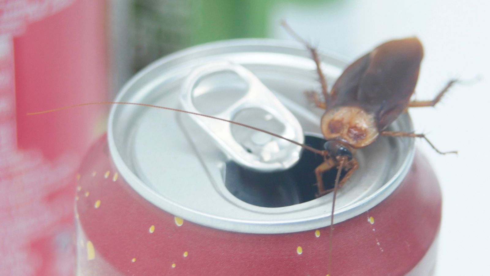 cockroach in can of beer