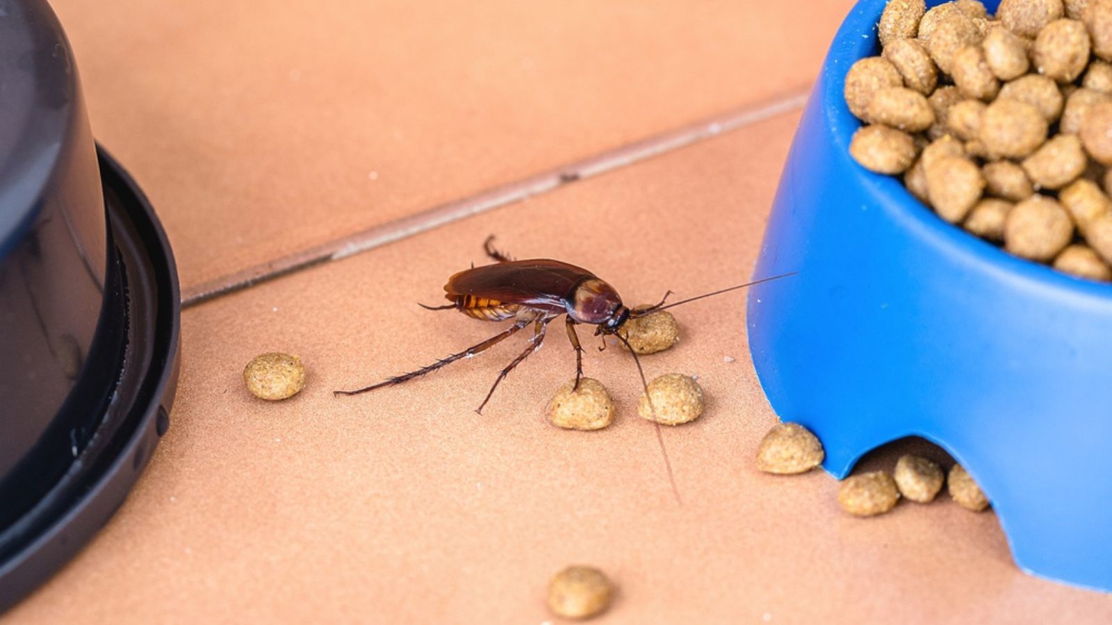 cockroach in pet food