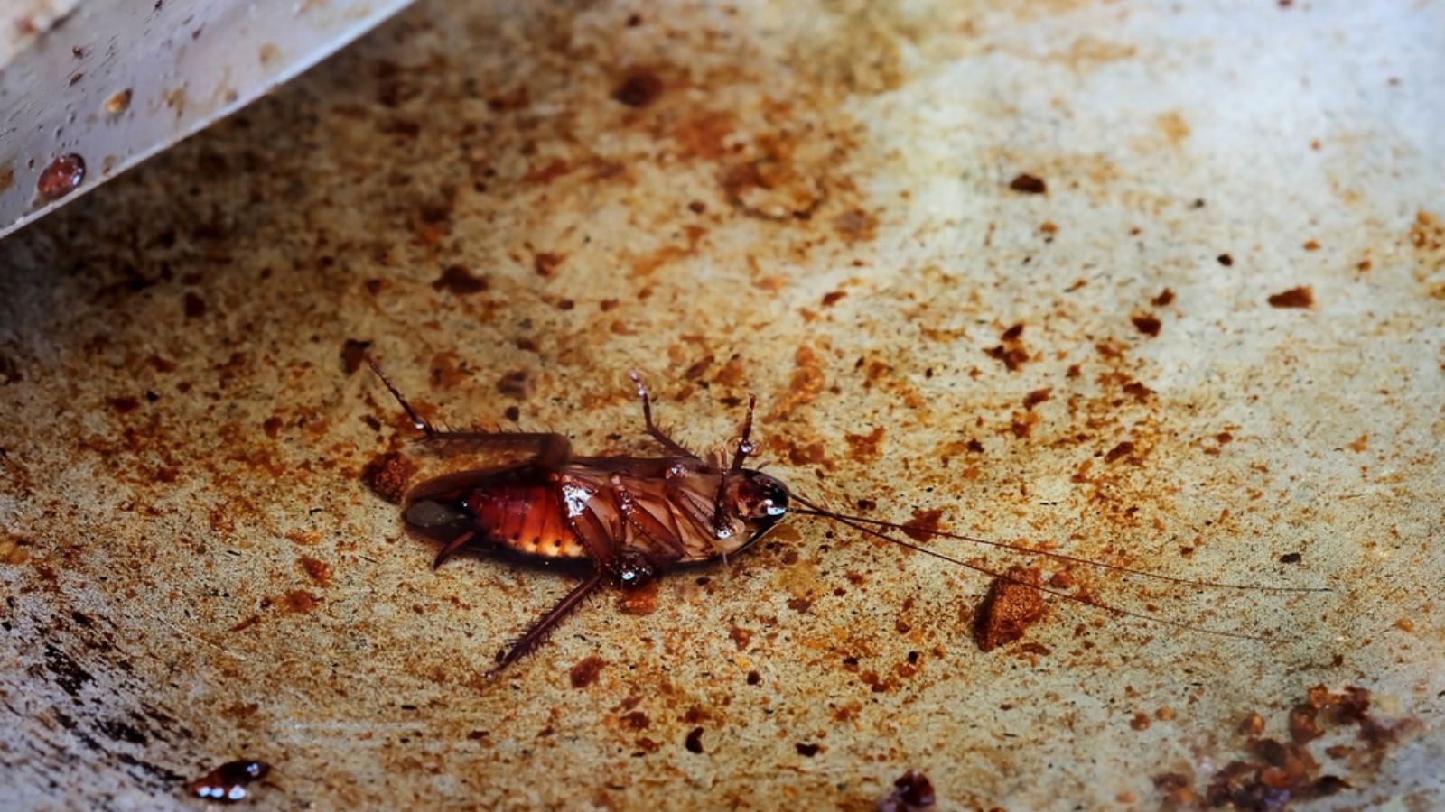 cockroach on grease in kitchen