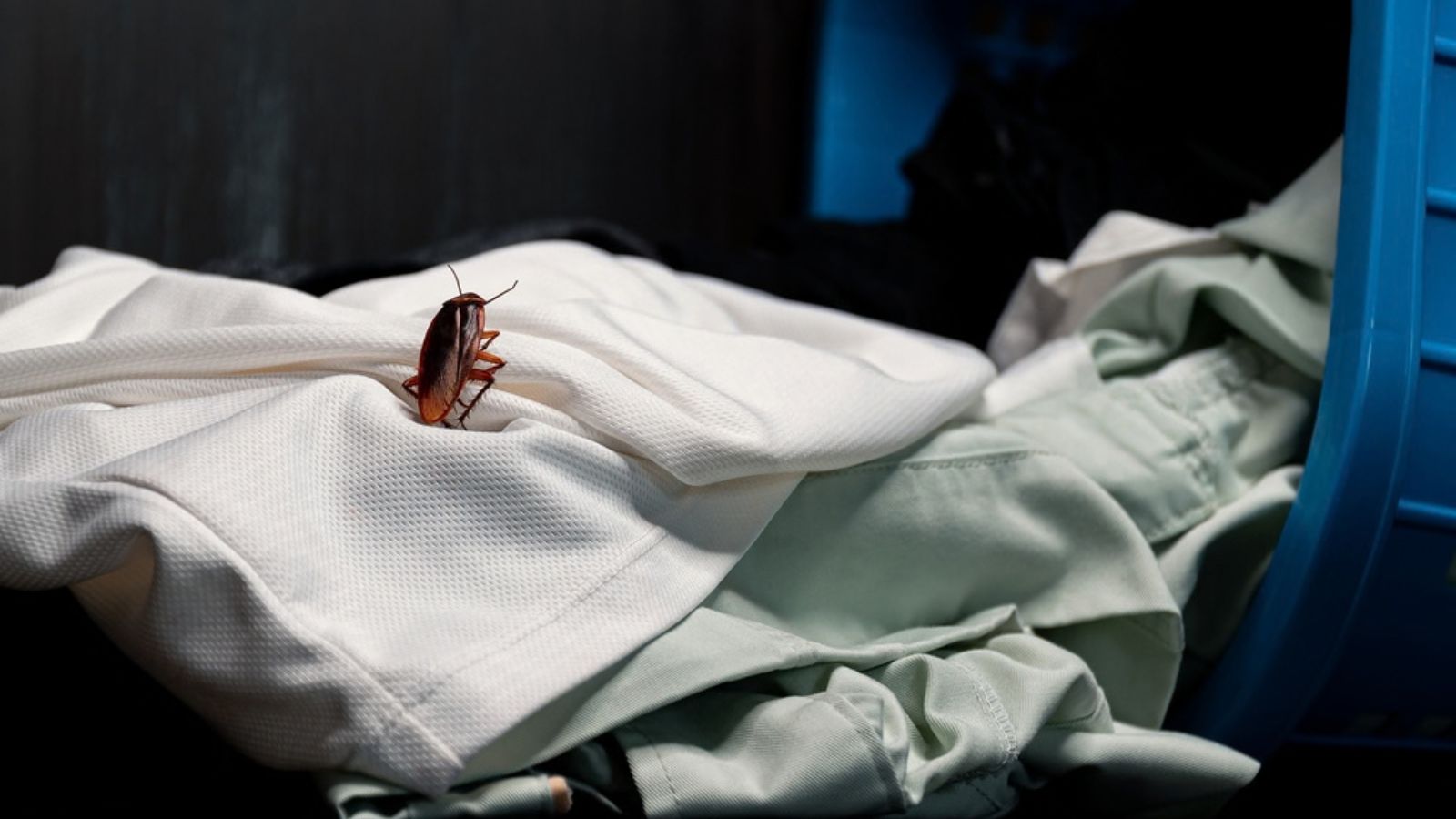 cockroach on laundry