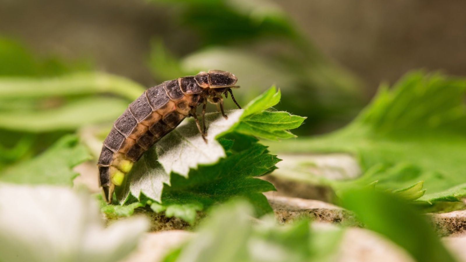 firefly larvae