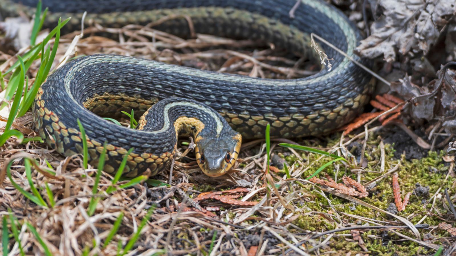 garter snake