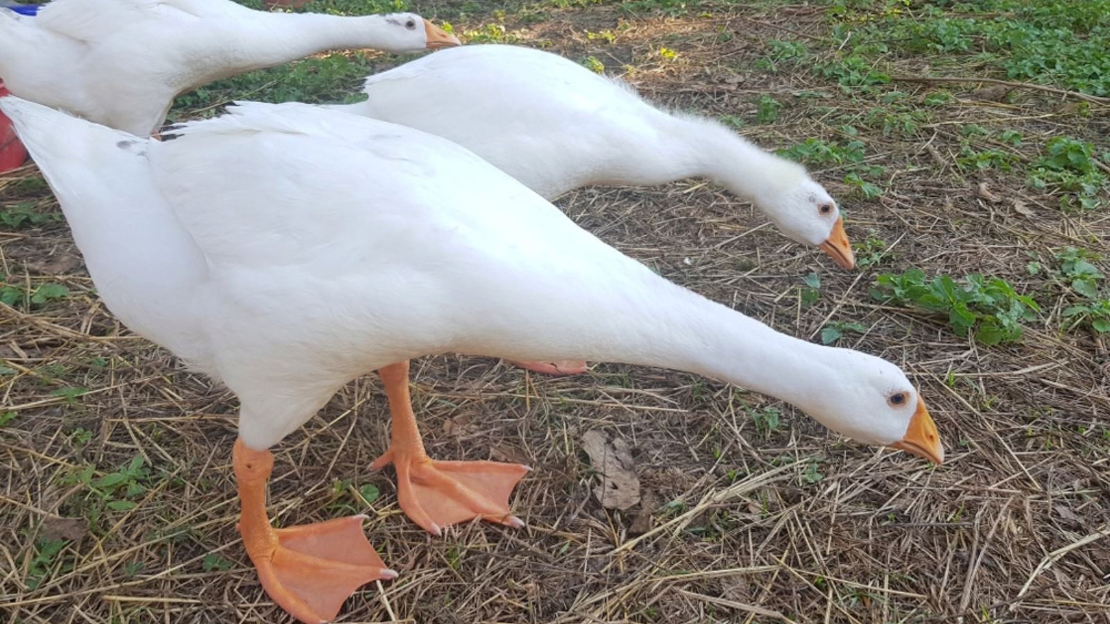 geese in the garden