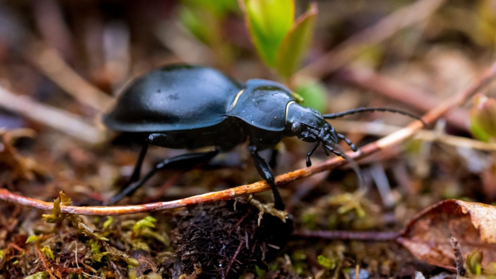 ground beetle