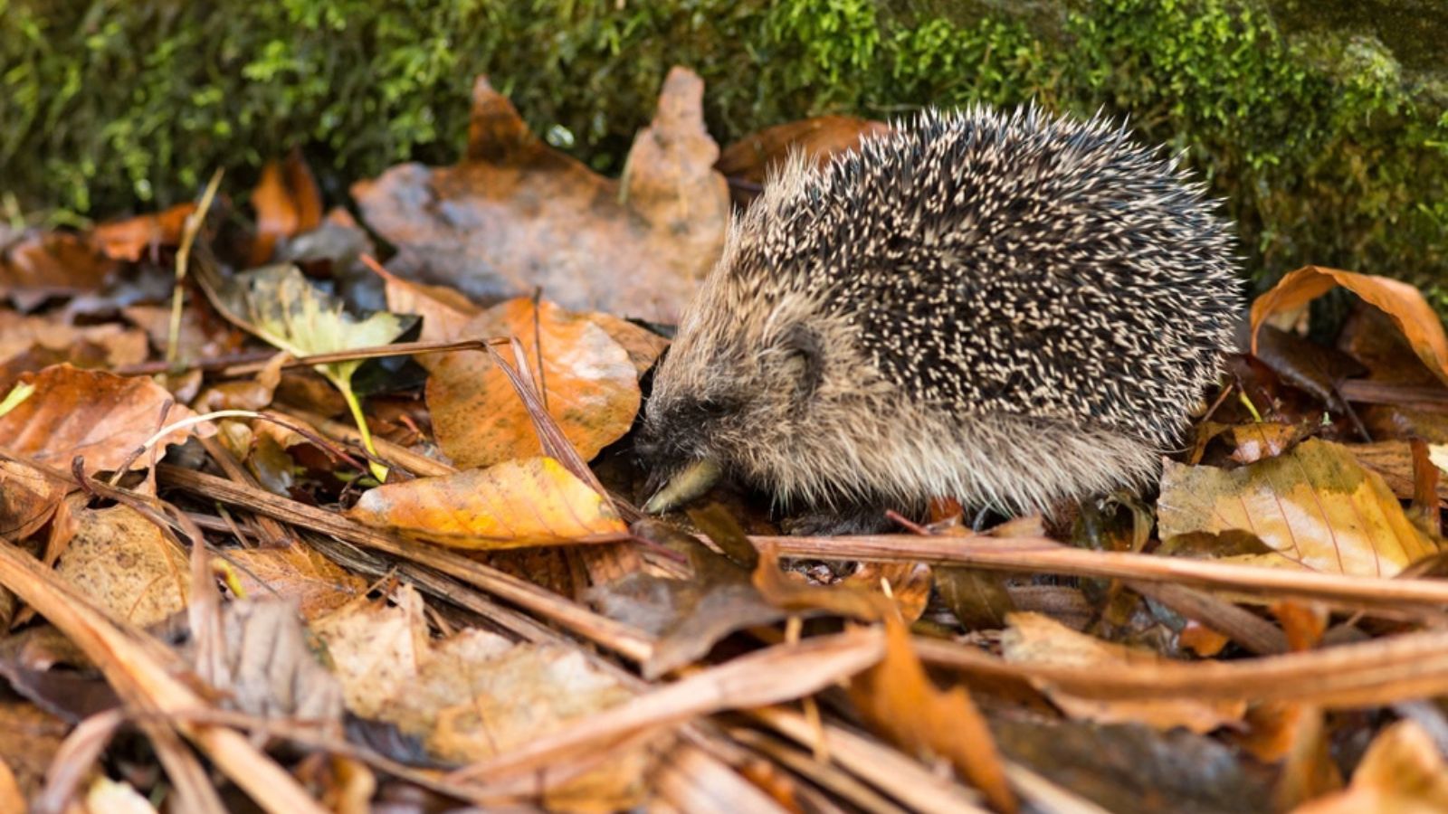 hedgehog eating a slug