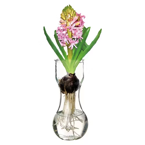hyacinth in glass vase
