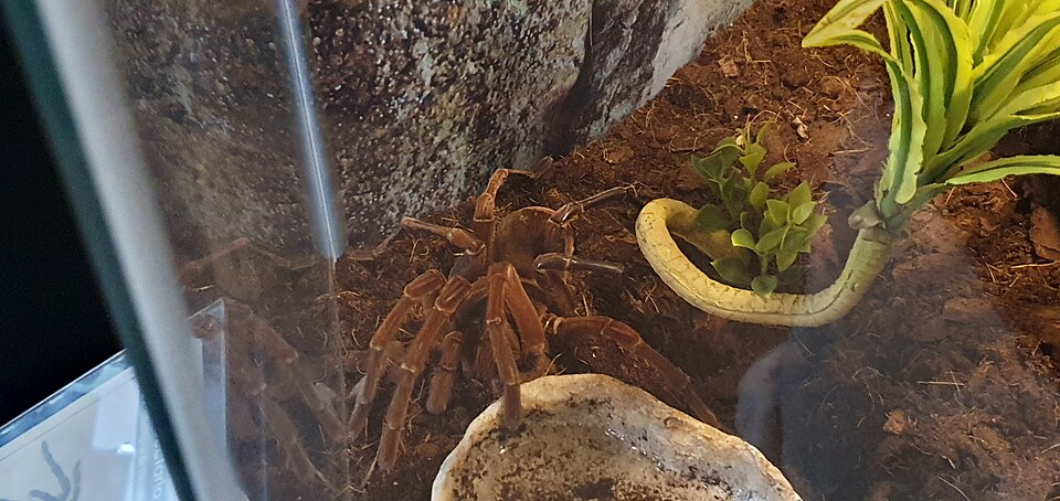 Burgundy goliath birdeater (Theraphosa stirmi)