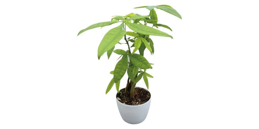 money tree