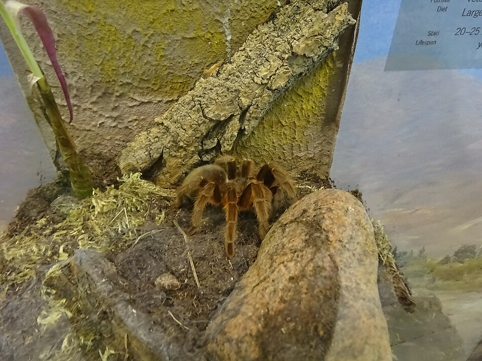Brazilian giant tawny red tarantula (Grammostola anthracina)