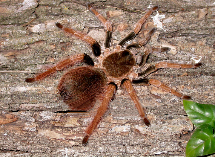 Colombian giant redleg
