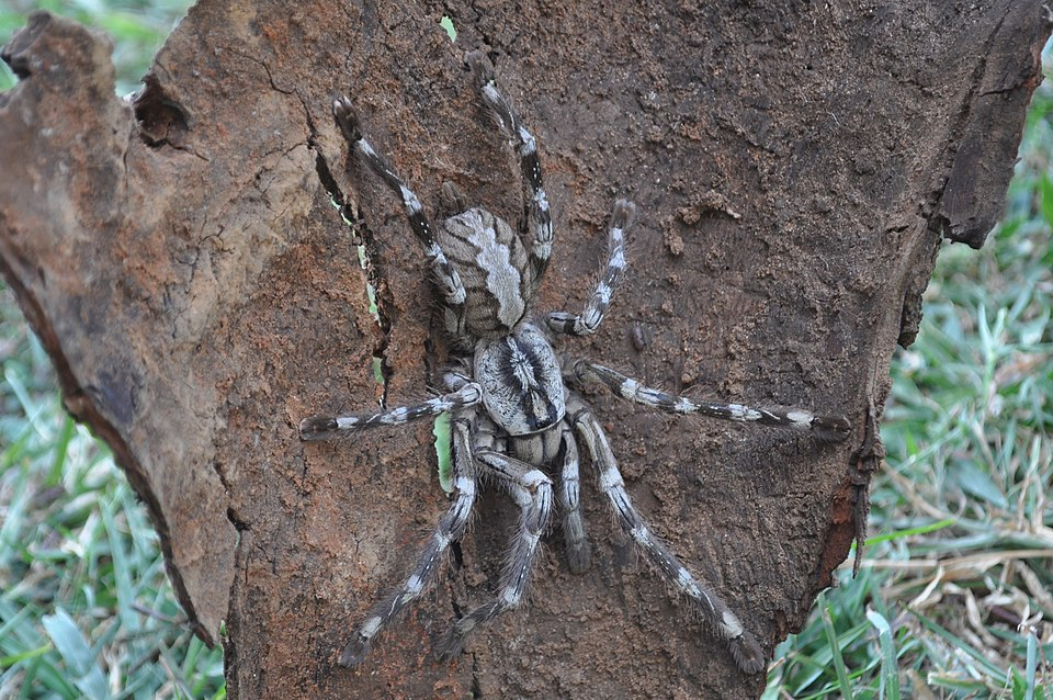 Mankulam pink-banded ornamental tarantula