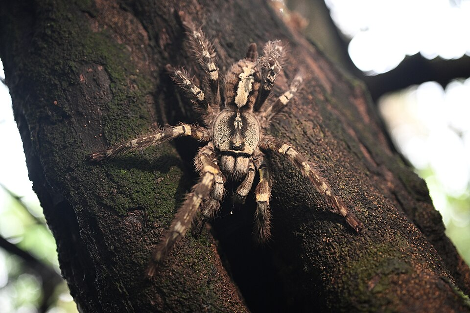 Indian ornamental tree spider