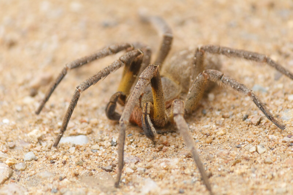 Brazilian Wandering Spider