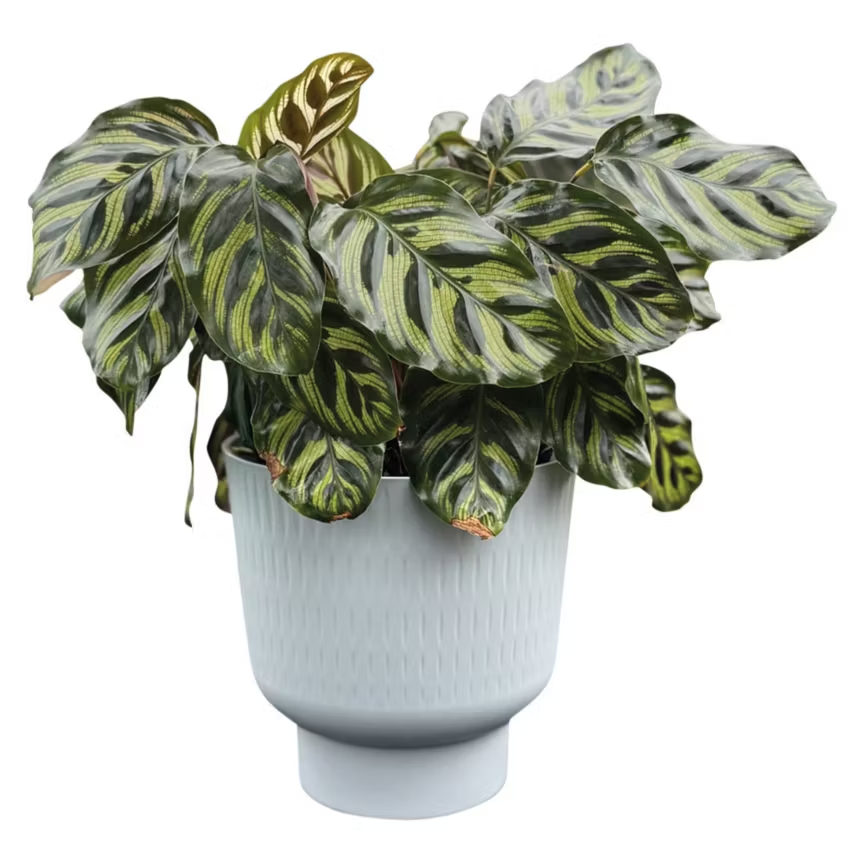 Self-Watering Plant