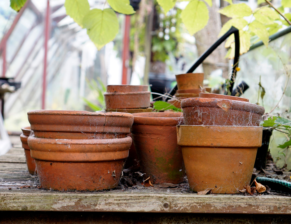 cobwebs on pots in greenhouse