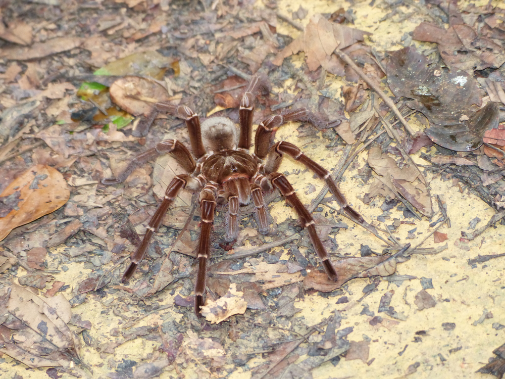 Theraphosa blondi