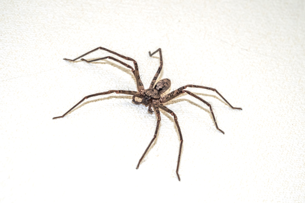 Heteropoda venatoria