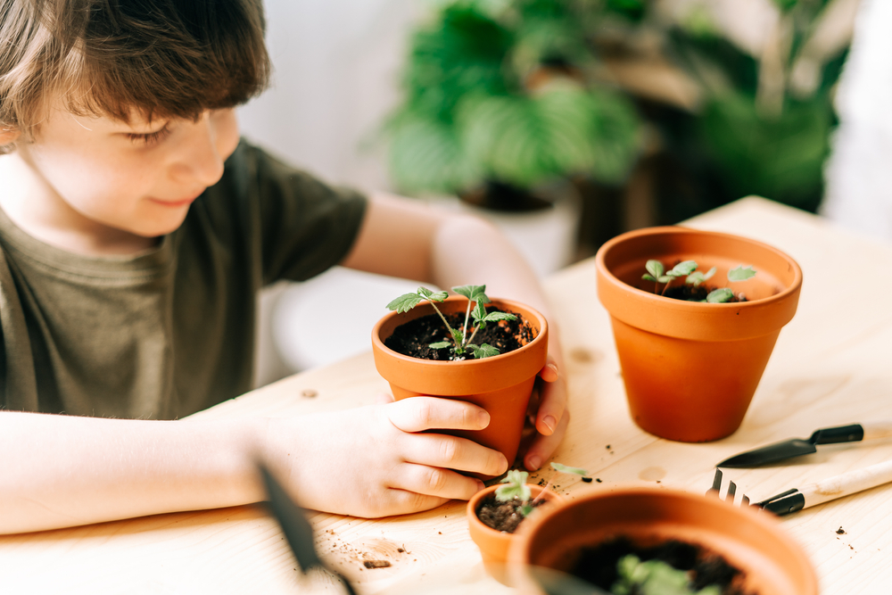 strawberry plants in pots being cared for by young boy