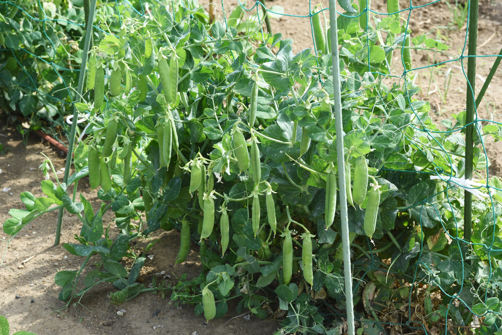 pea plants in the garden