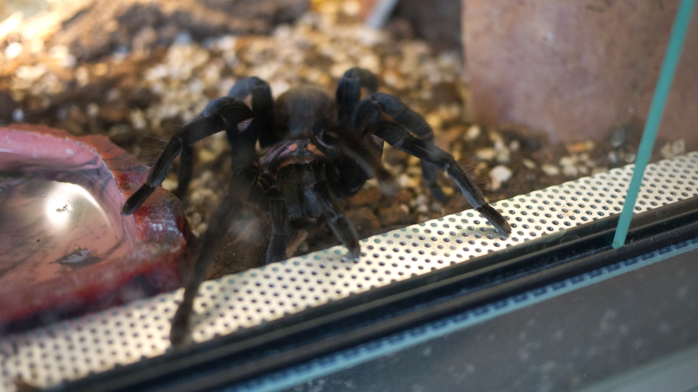 xenesthis immanis