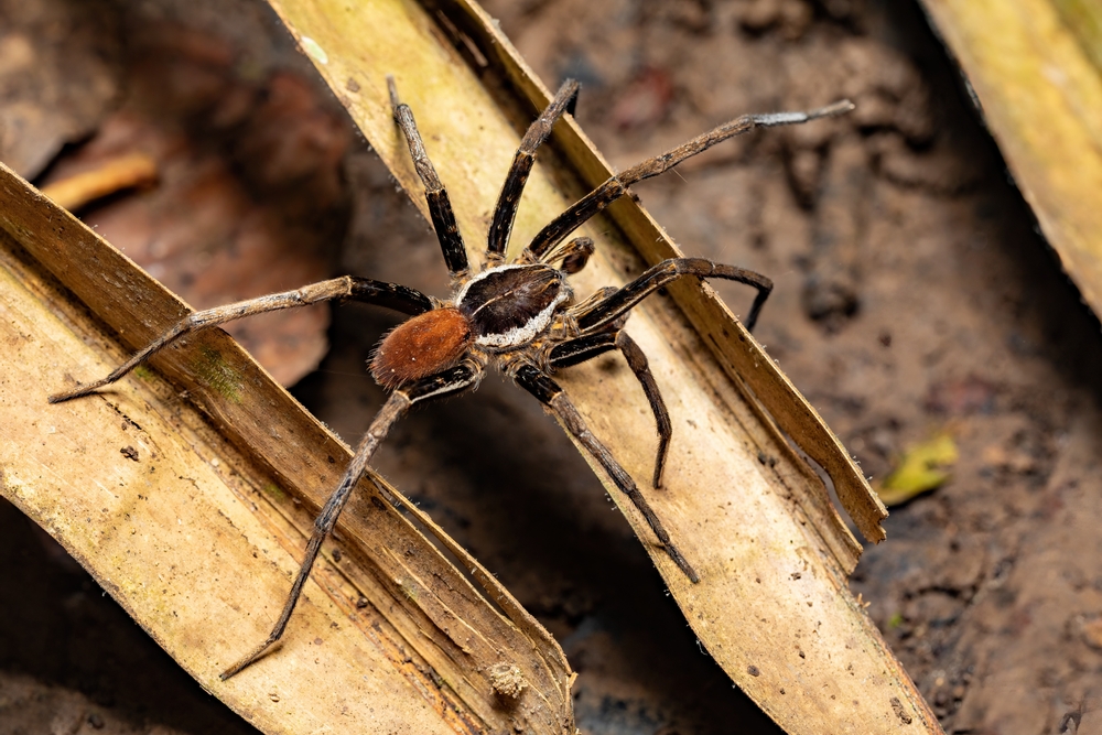 Male Fishing Spider